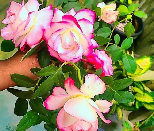 Отель Hostel Kandy Green Mirror