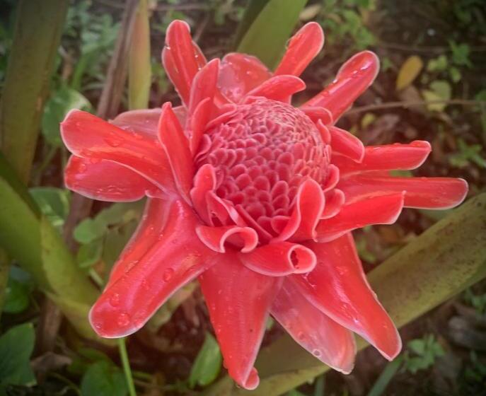 Пансион The Escape With Jadeon