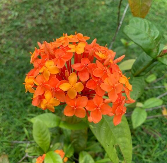 Пансион The Escape With Jadeon