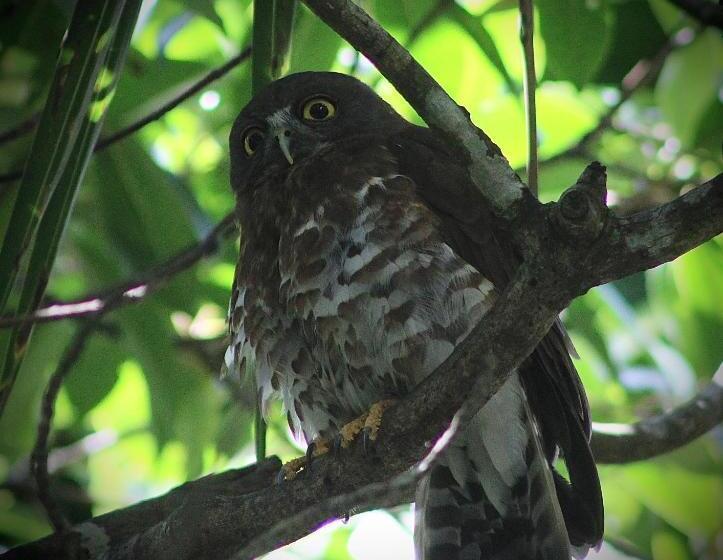 Пансион The Escape With Jadeon