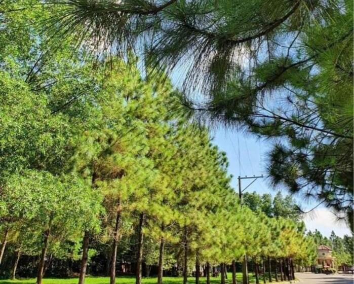 Camella Manor Majorca