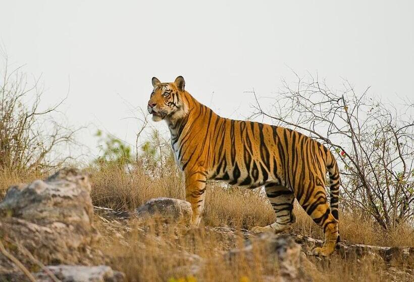 בית מלון כפרי Atulya Kanchi Camp Bandhavgarh