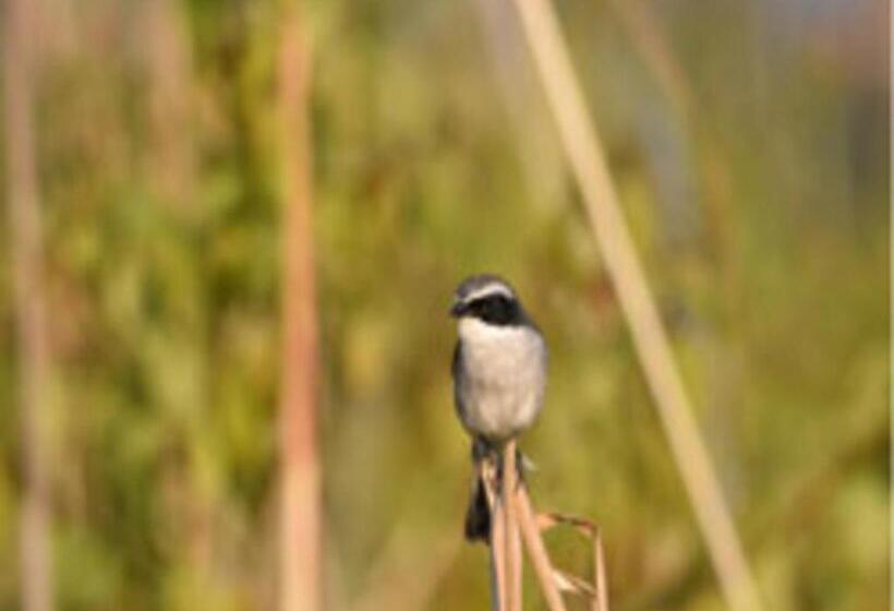 בית מלון כפרי Atulya Kanchi Camp Bandhavgarh