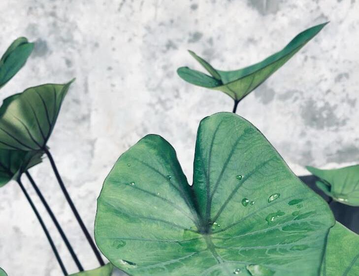 ペンション 97 Yaowarat   Phuket Old Town