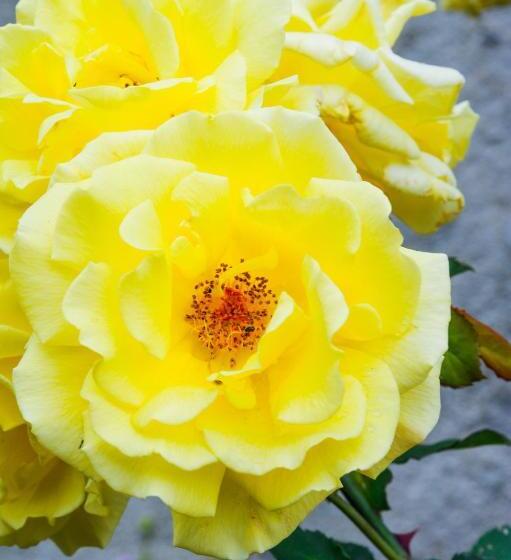 פנסיון The Annex