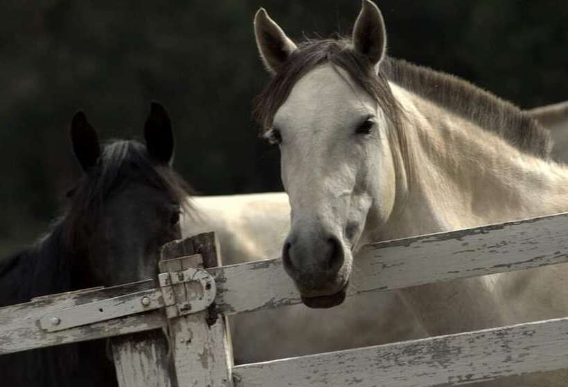 Отель Goldmen Select Guarapuava