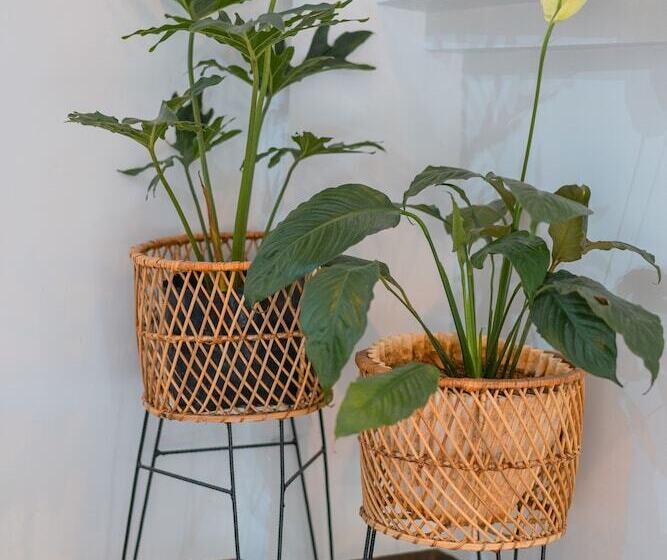 Island Wanderers Inn