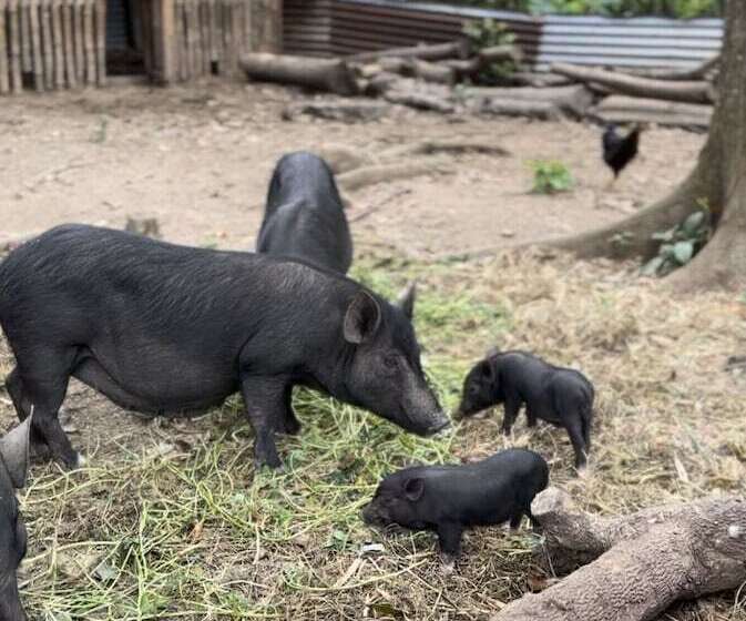 Kilyawan Farm Resort