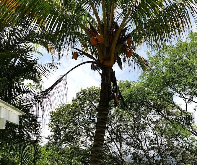 ホテル Bungalows Sanlaz