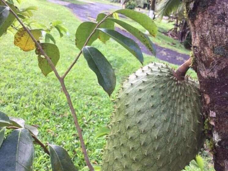 فندق Confort Arenal