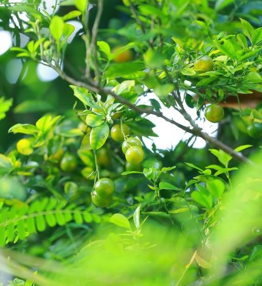 ホテル Peacock Heaven Ahangama