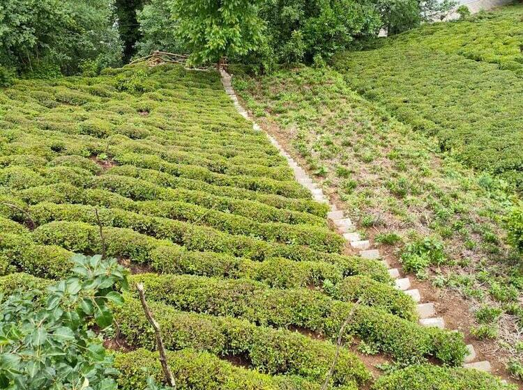 هتل Purkinora Bungalov