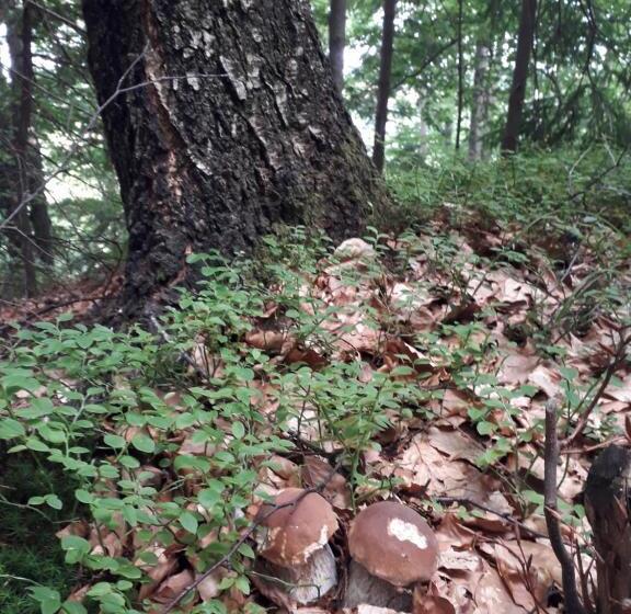 펜션 заграйка