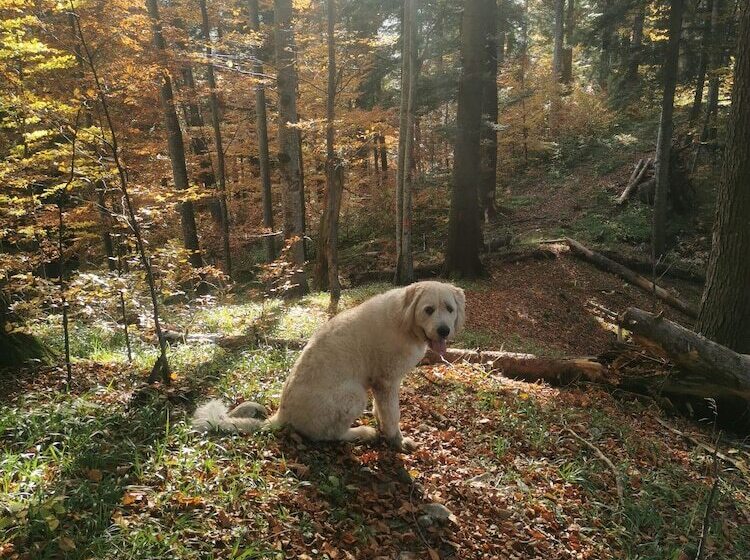 펜션 Casa De Vacanta Predeal