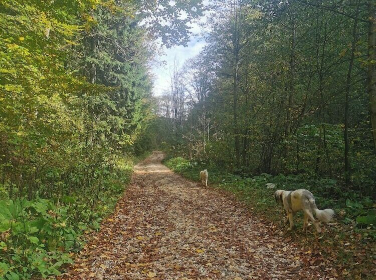 펜션 Casa De Vacanta Predeal