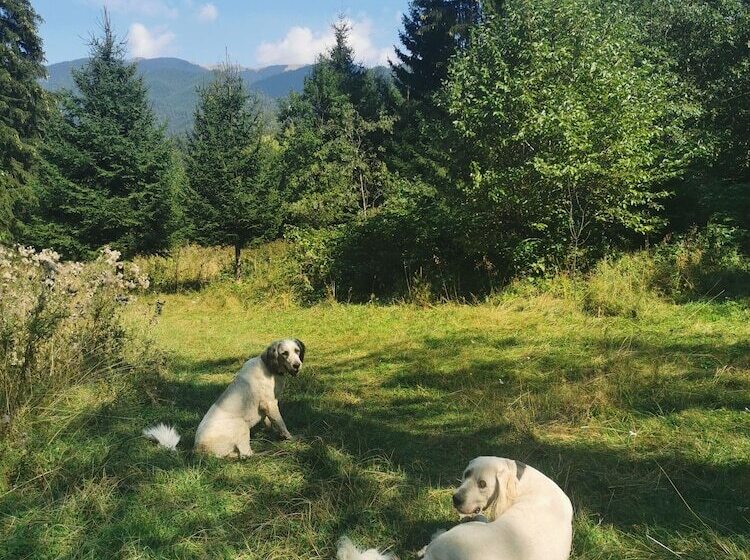 펜션 Casa De Vacanta Predeal