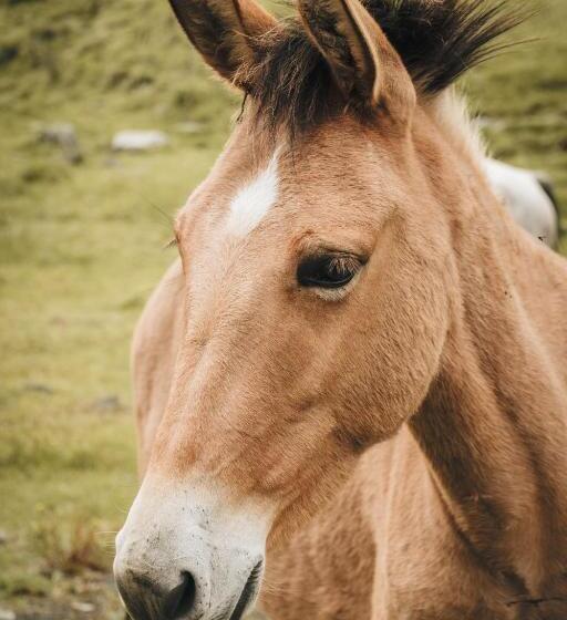 ペンション La Laguna Hostal