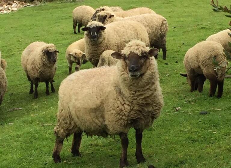 مبيت وإفطار Hua Huar Turismo Rural