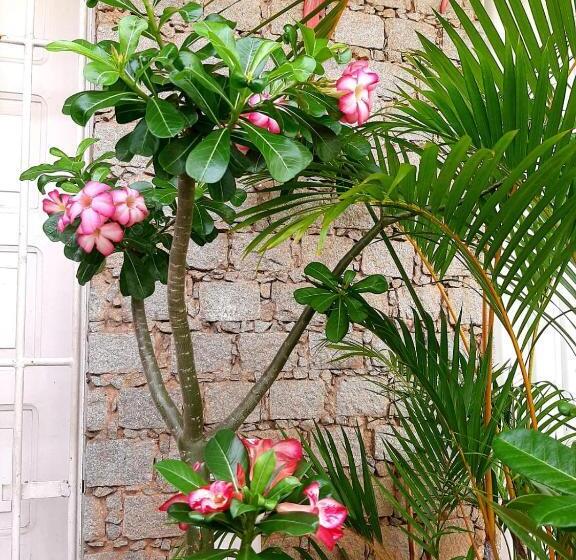 ベッドアンドブレックファースト Quartos Aconchegantes Prox Pelourinho, Metrô E Arena F Nova