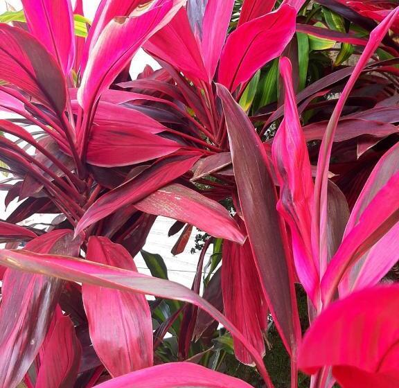 ベッドアンドブレックファースト Quartos Aconchegantes Prox Pelourinho, Metrô E Arena F Nova