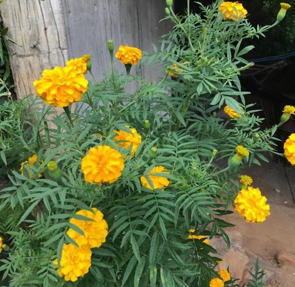 مبيت وإفطار Tikiri Latha Hanthana