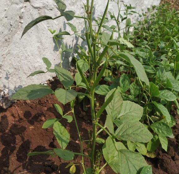 בית מלון כפרי Asmi Palace, Bhaimala, Alibag