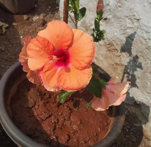 בית מלון כפרי Asmi Palace, Bhaimala, Alibag