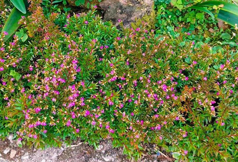 ホテル Jhandi Eco Heights