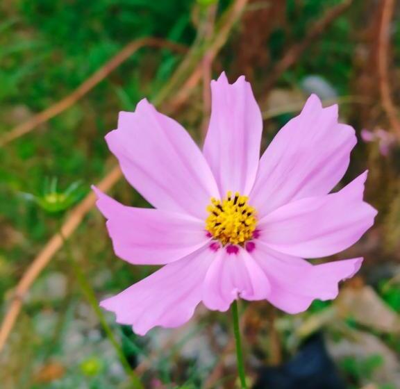 ホテル Jhandi Eco Heights