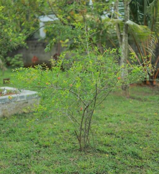 בית מלון כפרי Sayu Garden