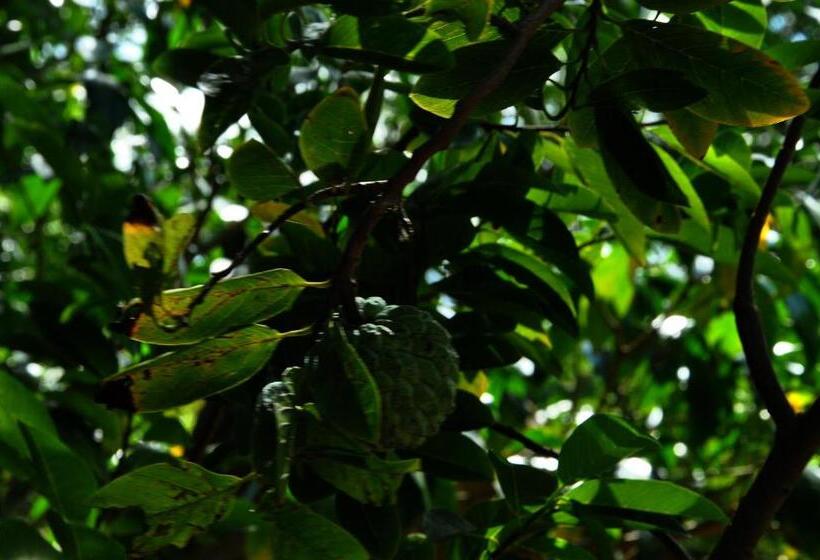 بنسيون Dream Hampi Villa