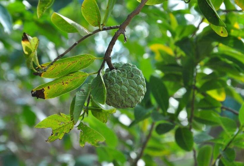 بنسيون Dream Hampi Villa