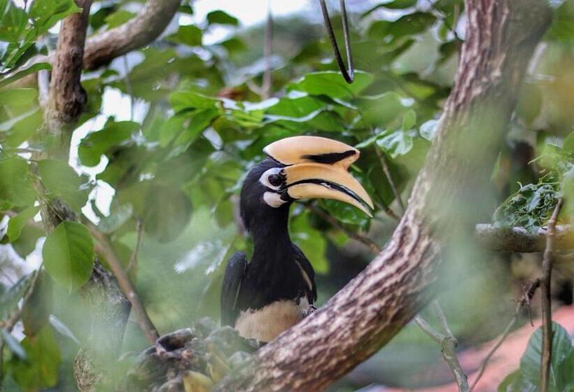 ペンション Hornbill Bungalow Koh Chang Ranong