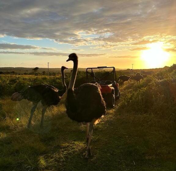 膳宿费 Ostrich Cottage At Les Wings Private Game Farm