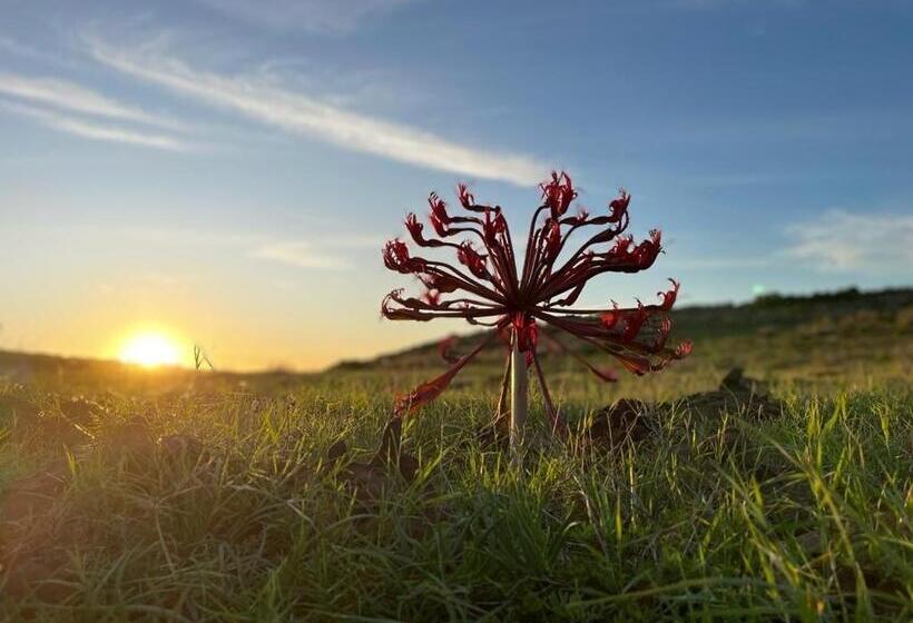 膳宿费 Ostrich Cottage At Les Wings Private Game Farm