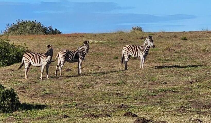 膳宿费 Ostrich Cottage At Les Wings Private Game Farm