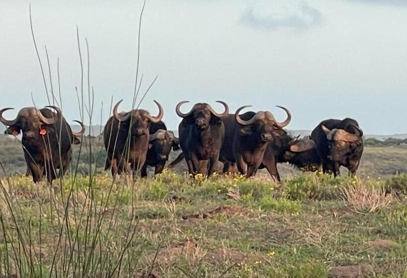 膳宿费 Ostrich Cottage At Les Wings Private Game Farm