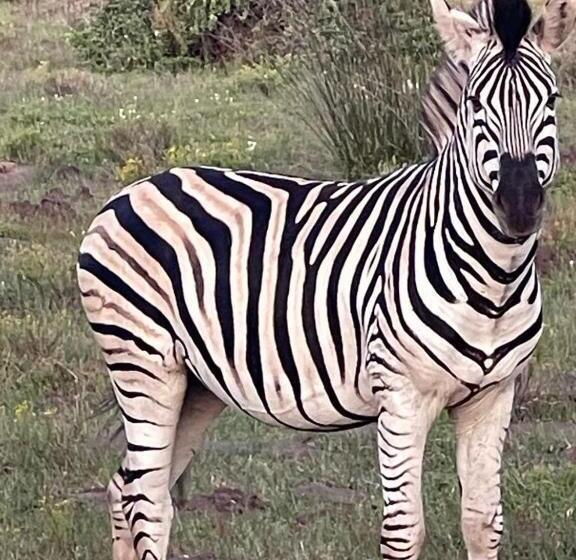 膳宿费 Ostrich Cottage At Les Wings Private Game Farm