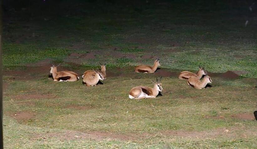 膳宿费 Ostrich Cottage At Les Wings Private Game Farm