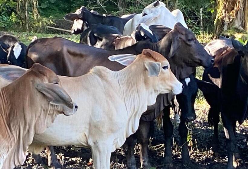 בית מלון כפרי Hacienda La Tulia Eco