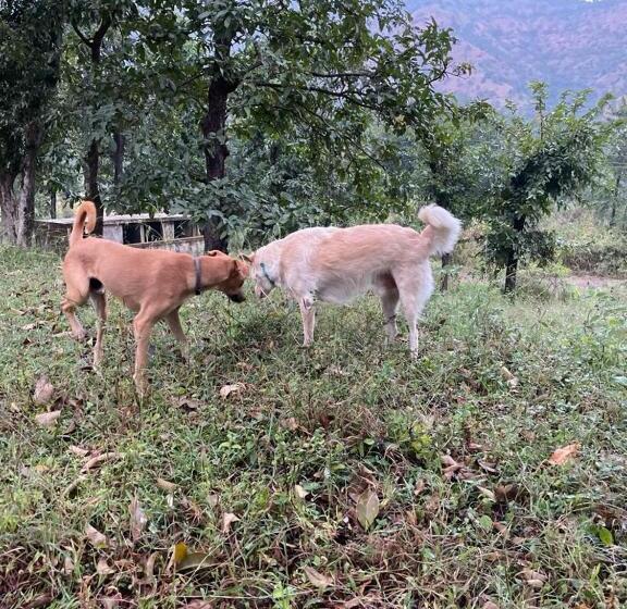בית מלון כפרי Natures Joy