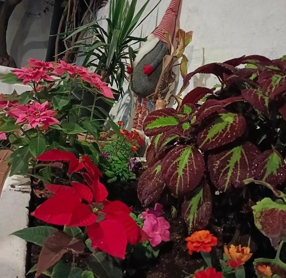 בית מלון כפרי Django