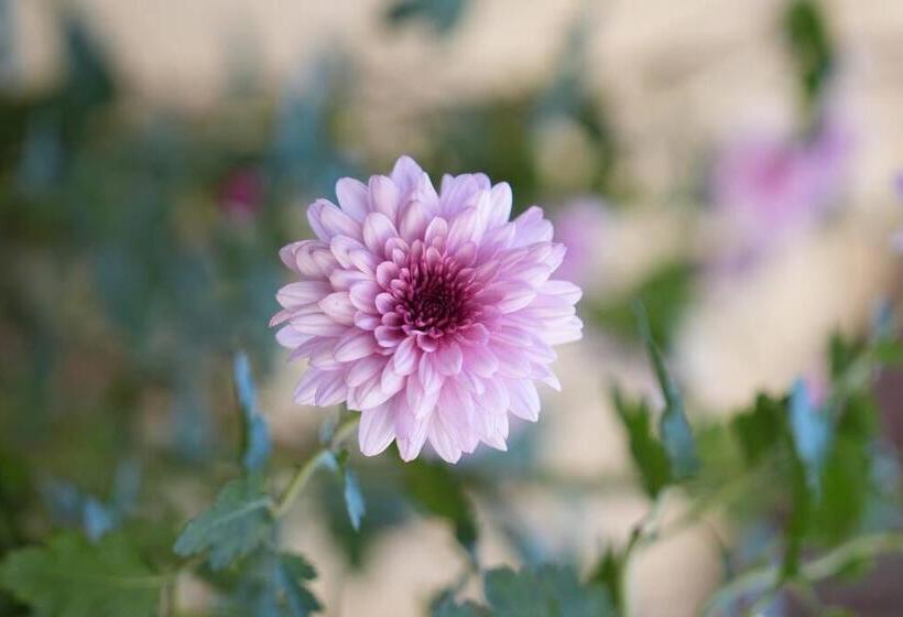 膳宿费 Stay Vibe Healing House