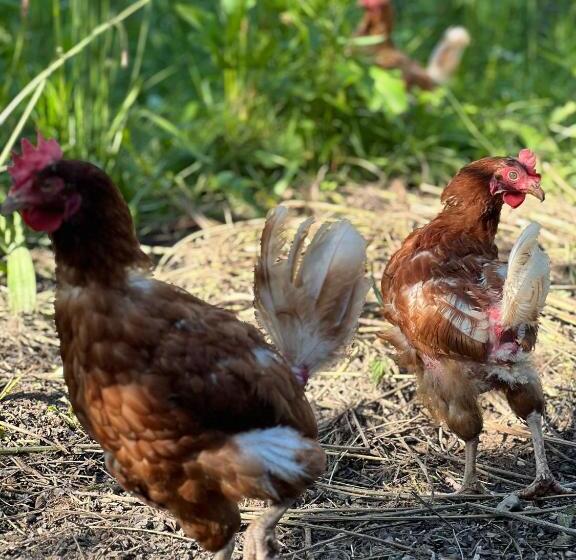 مبيت وإفطار Le Domaine De La Vergnolle