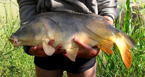 مبيت وإفطار Le Domaine De La Vergnolle