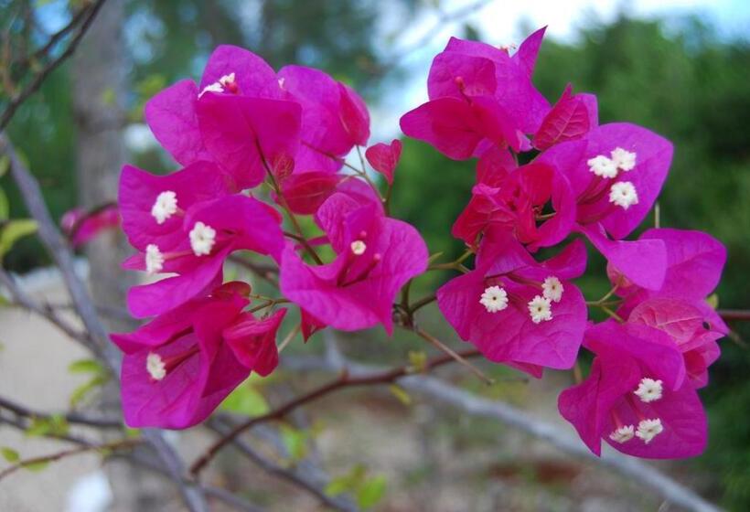 住宿加早餐  Fully Private Villa 390sqm Zero Minutes To Beach 3 Star Serviced