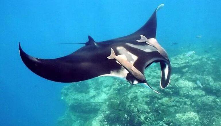 ホテル Korovou Eco Lodge