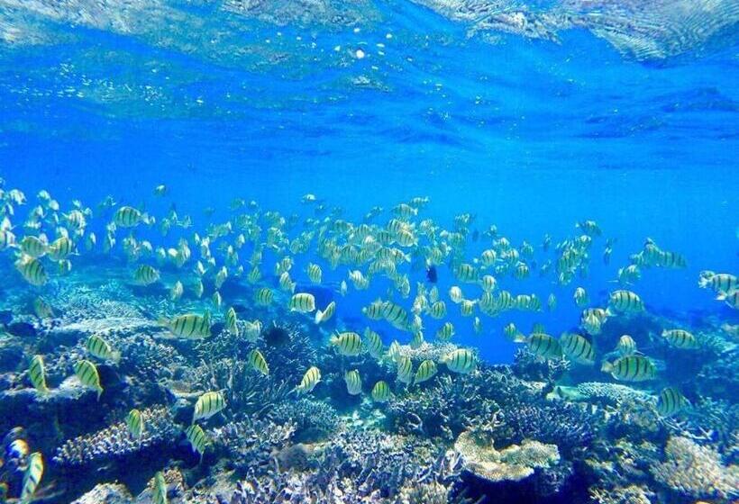 ホテル Korovou Eco Lodge