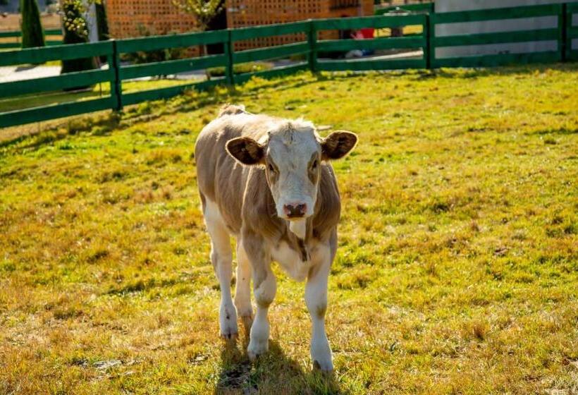 פנסיון Casa Lulu