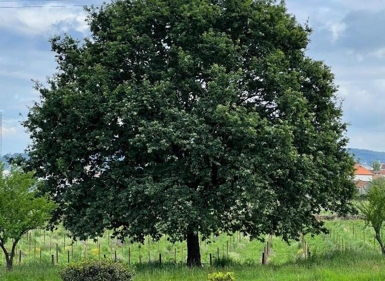 פנסיון Country Retreat With Vineyard